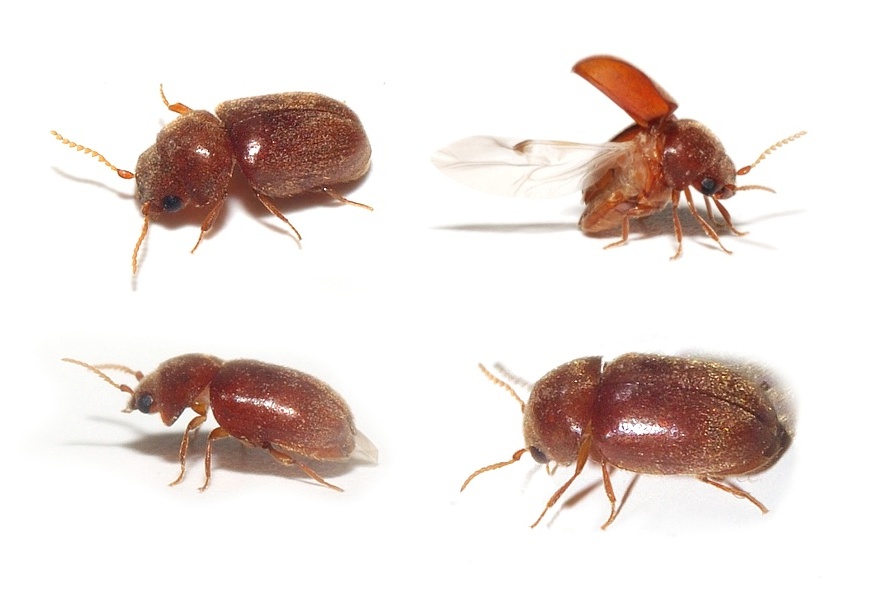 家の中を小さい茶色の虫が飛んでいる 駆除方法と対策を紹介